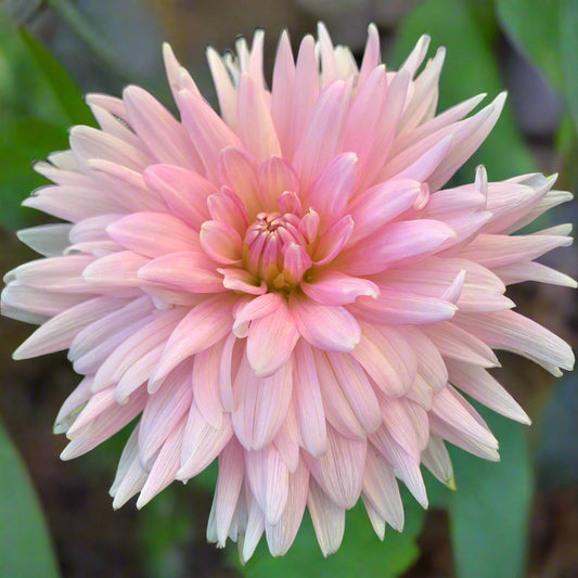 Dahlia 'Miss Rose Fletcher' - Semi Cactus (1 tuber)