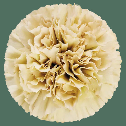 Week 11 | Carnation 'Missantic Cappuccino' | 4 Pack