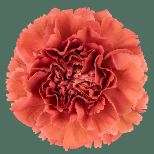 Week 11 | Carnation 'Missantic Miss Fabulous' | 4 Pack