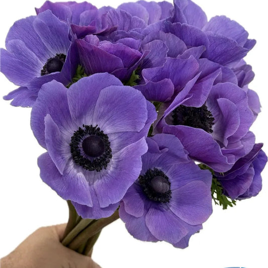 Anemone Mistral Plus Blu® - 10 Pack