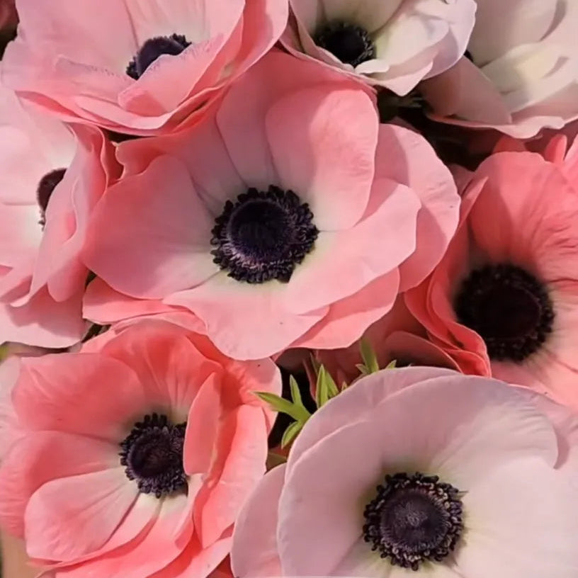 Anemone Mistral Rosa Chiaro - 10 Pack