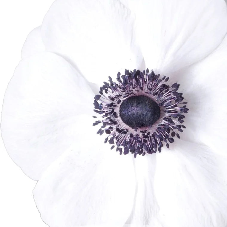 Mistral Centro Nero Anemone – Premium Italian Cut Flower Corms
