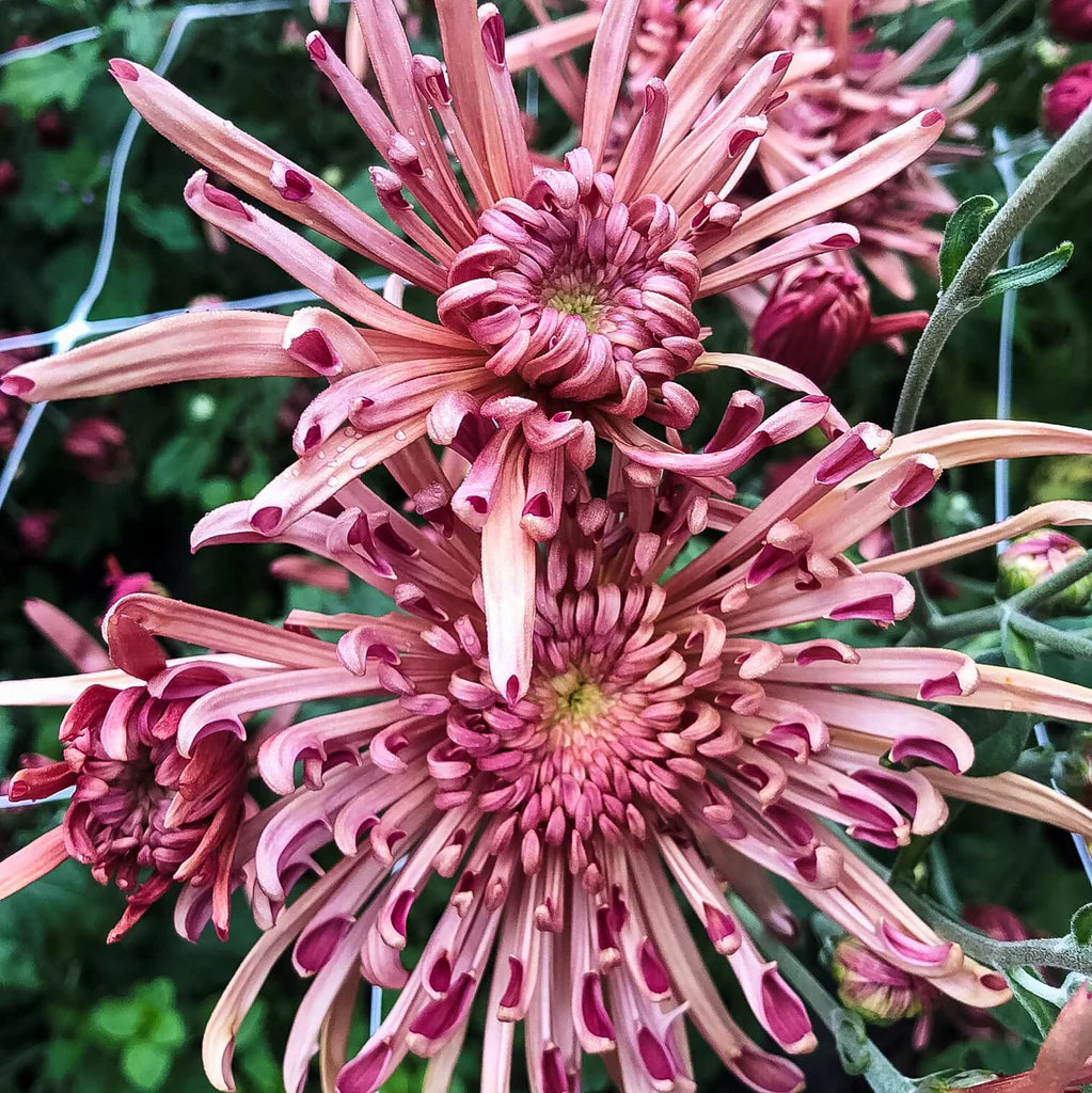 Heirloom Chrysanthemum Mocha