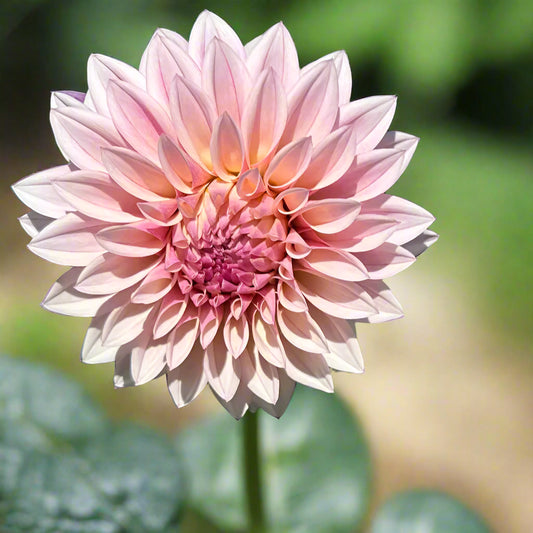 Dahlia 'KA's® Mocha Jake'