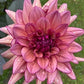 Dahlia 'Molly Raven'