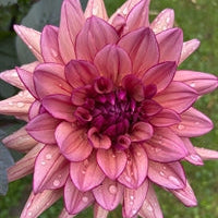 Dahlia 'Molly Raven' - ROOTED CUTTING