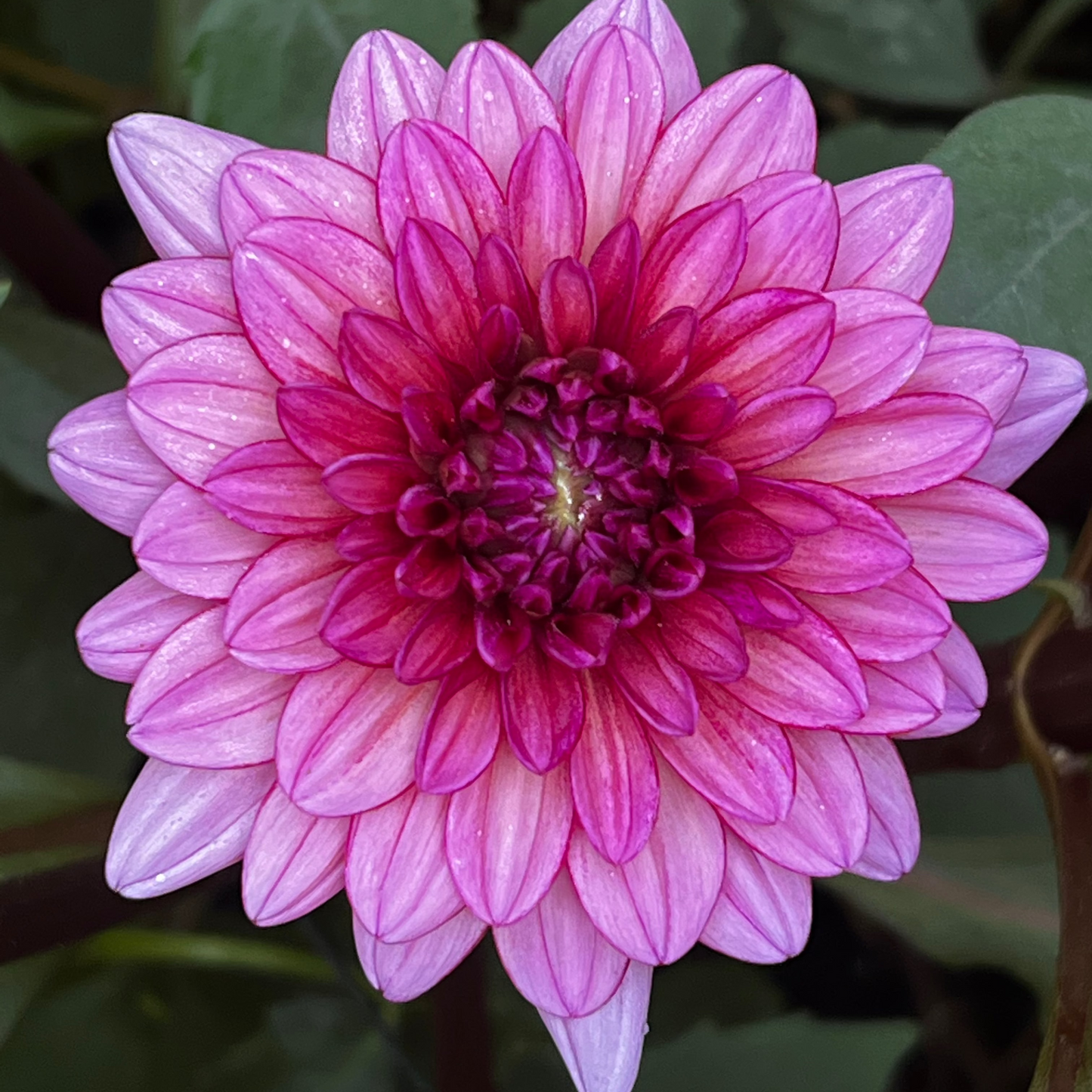 Dahlia 'Molly Raven' - ROOTED CUTTING