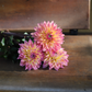 Dahlia 'Mondriaan'