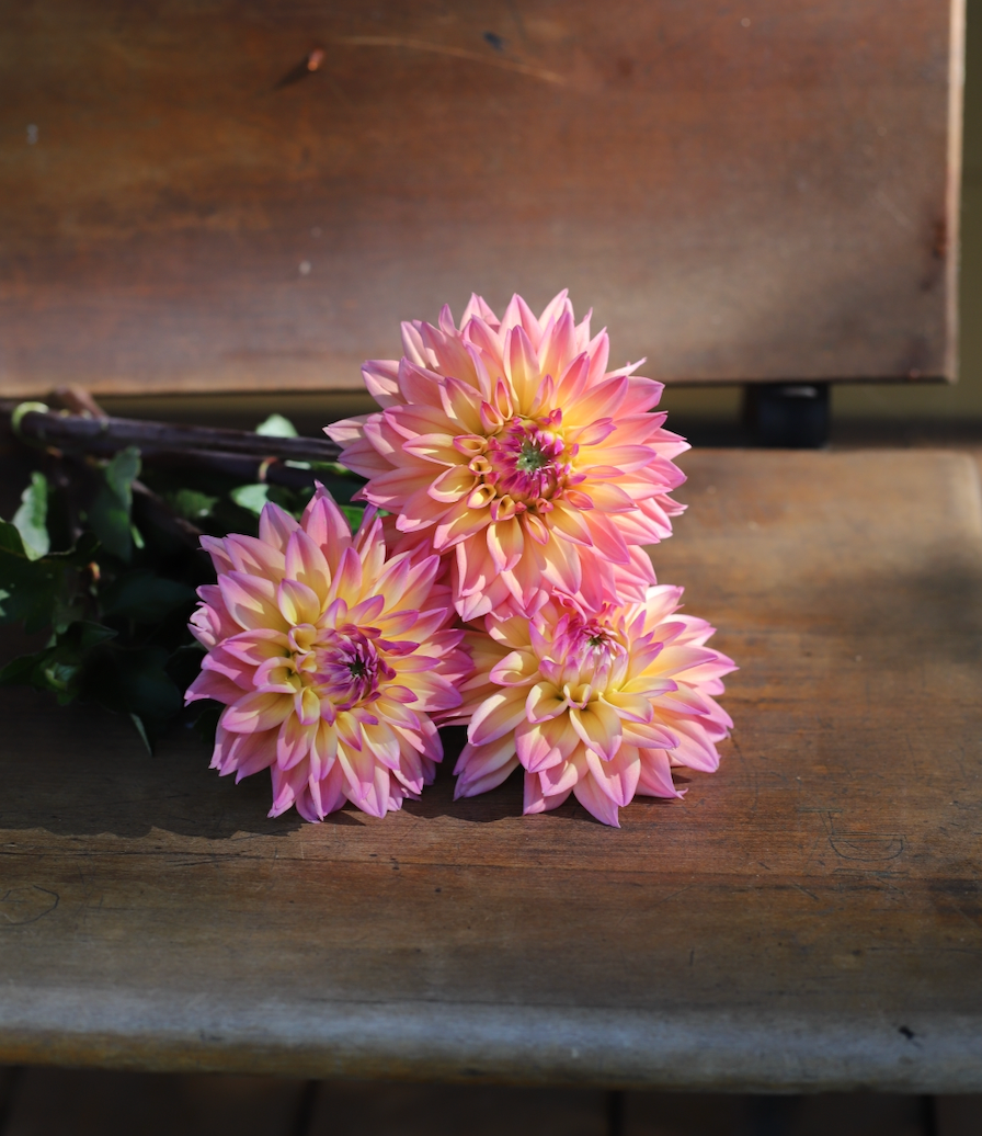 Dahlia 'Mondriaan' - Informal Decorative (1 tuber)