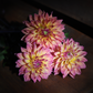 Dahlia 'Mondriaan'