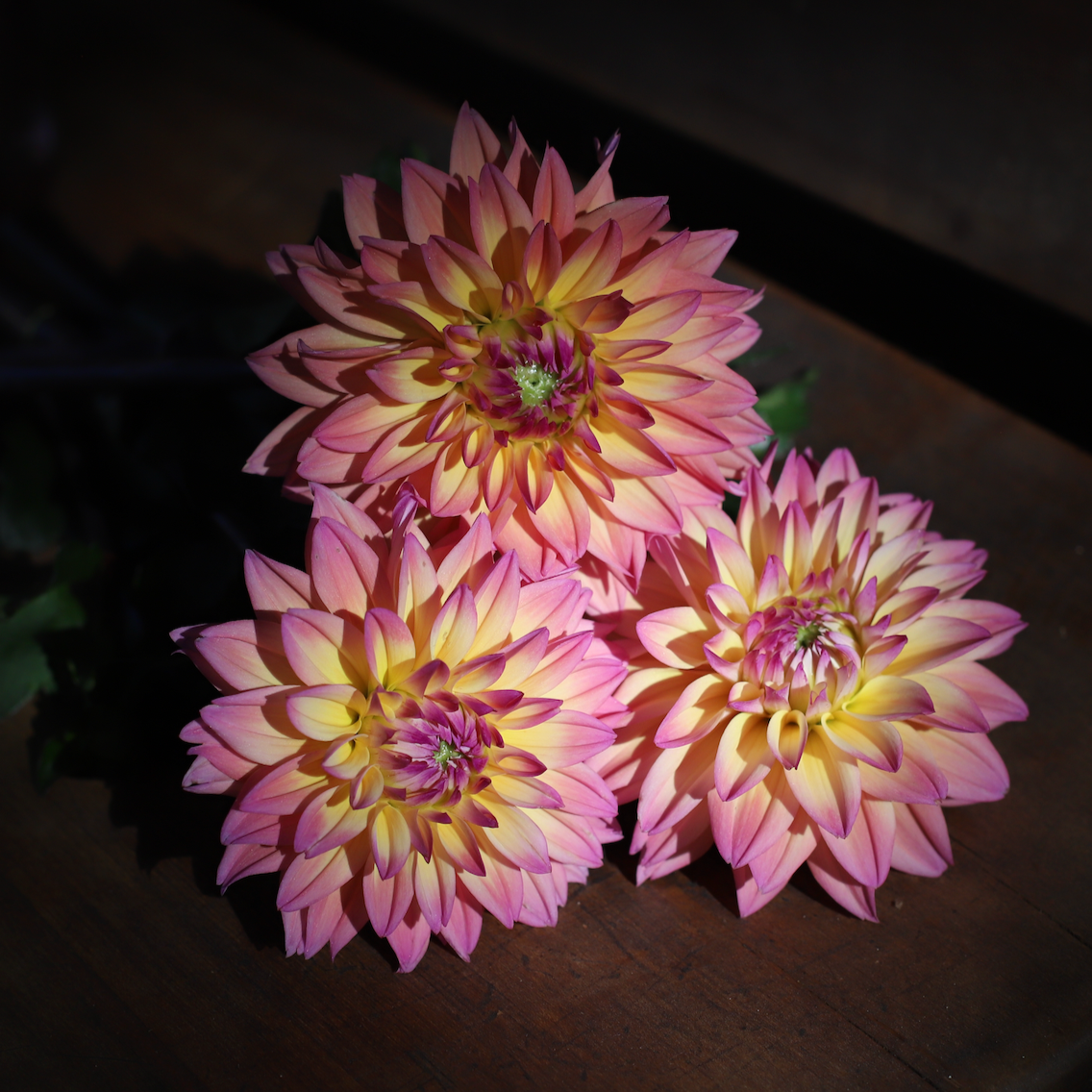 Dahlia 'Mondriaan' - Informal Decorative (1 tuber)