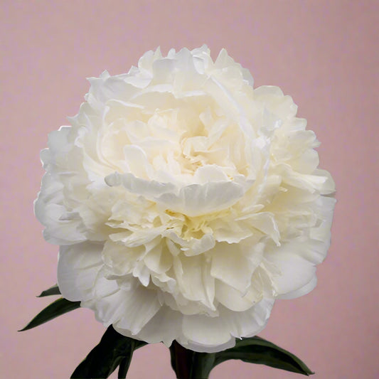 Moon Over Barrington Peony - Lactiflora 3-5 eyes