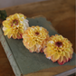 Dahlia 'Double Jill'
