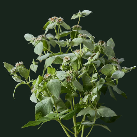 Week 11 | Clustered Mountain Mint | 2 Pack