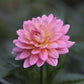 Dahlia 'Ms Peachy'