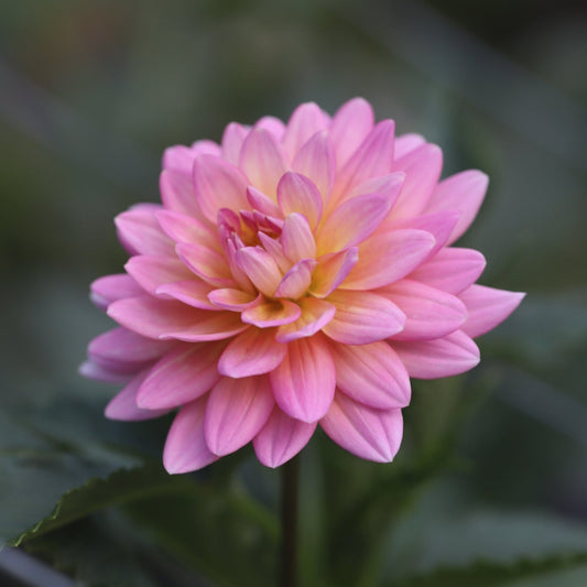 Dahlia 'Ms Peachy'