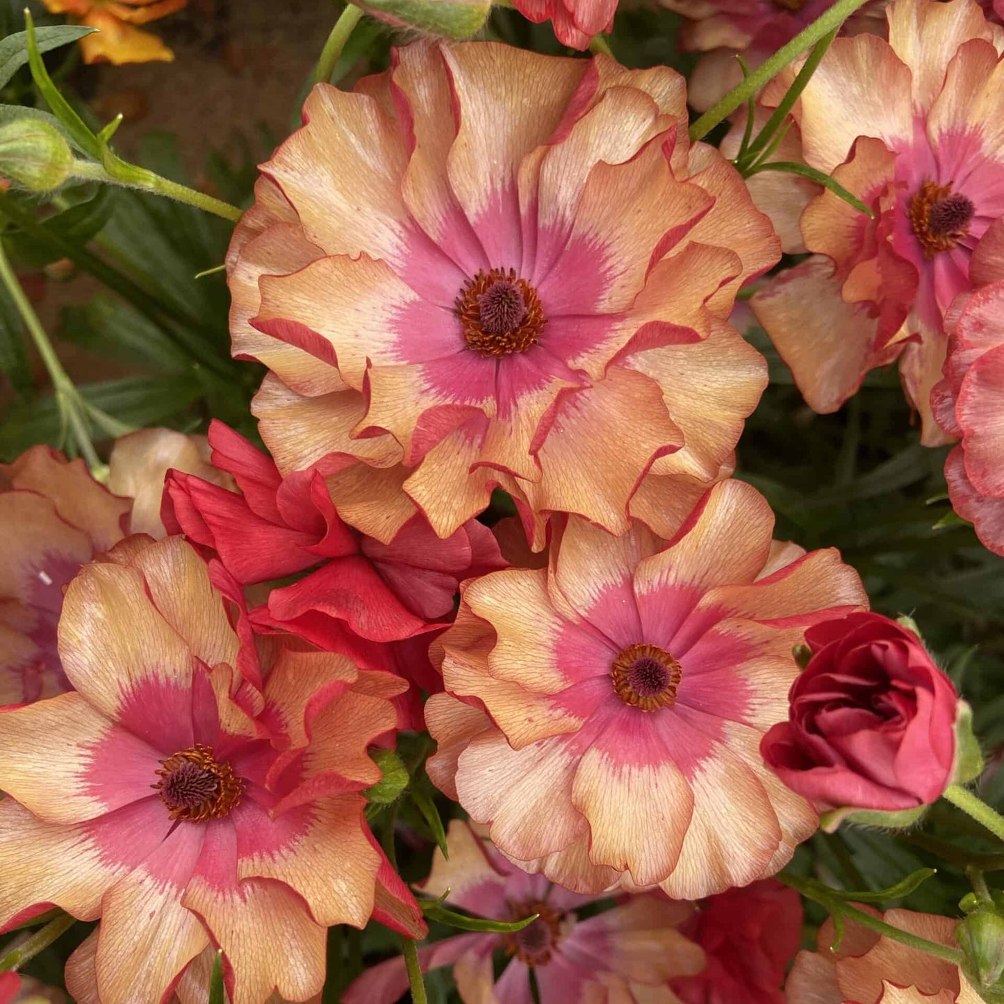 Ranunculus Butterfly™ Musa® - 5 Pack