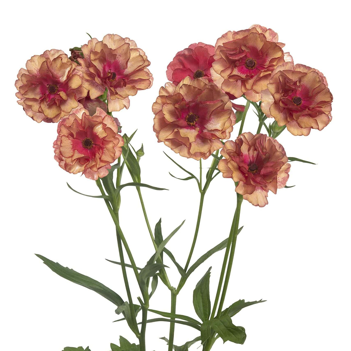 Ranunculus Butterfly™ Musa® - 5 Pack