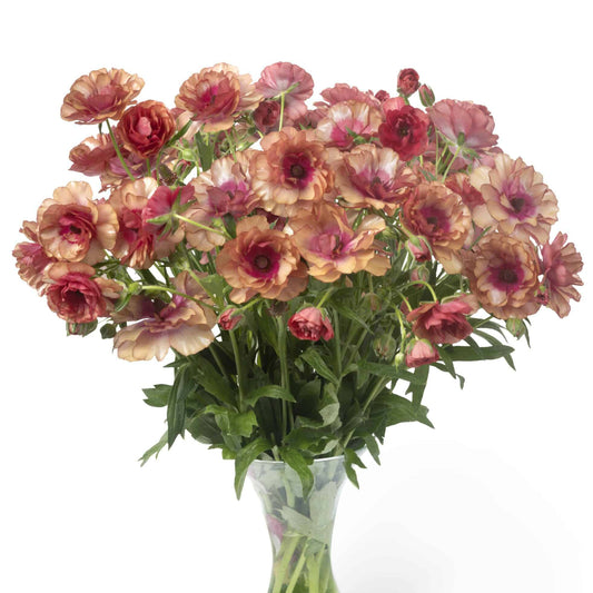 Ranunculus Butterfly™ Musa® - 5 Pack