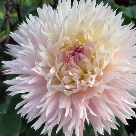 Dahlia 'Nadia Ruth' - Laciniated (1 tuber)