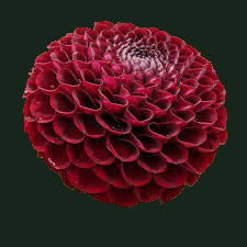 World Series Collection - Natal (Read Description)