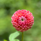 Dahlia 'Natalie G'