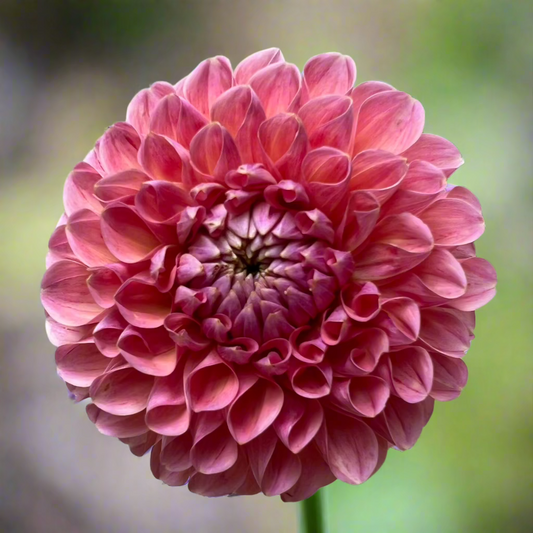 Dahlia 'Natalie G' - Formal Decorative (1 tuber)