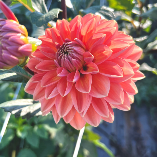 Dahlia 'Nicholas' - Informal Decorative (1 tuber)