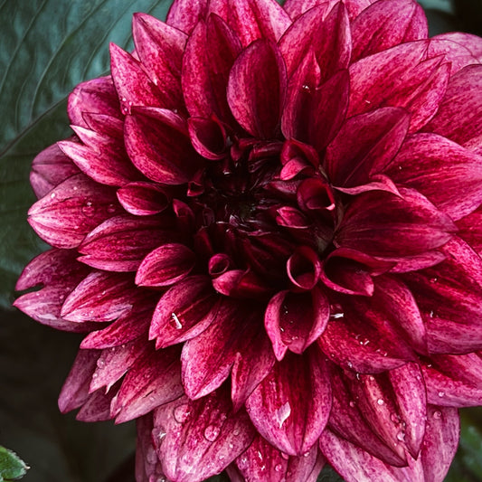 Dahlia 'Night Silence'