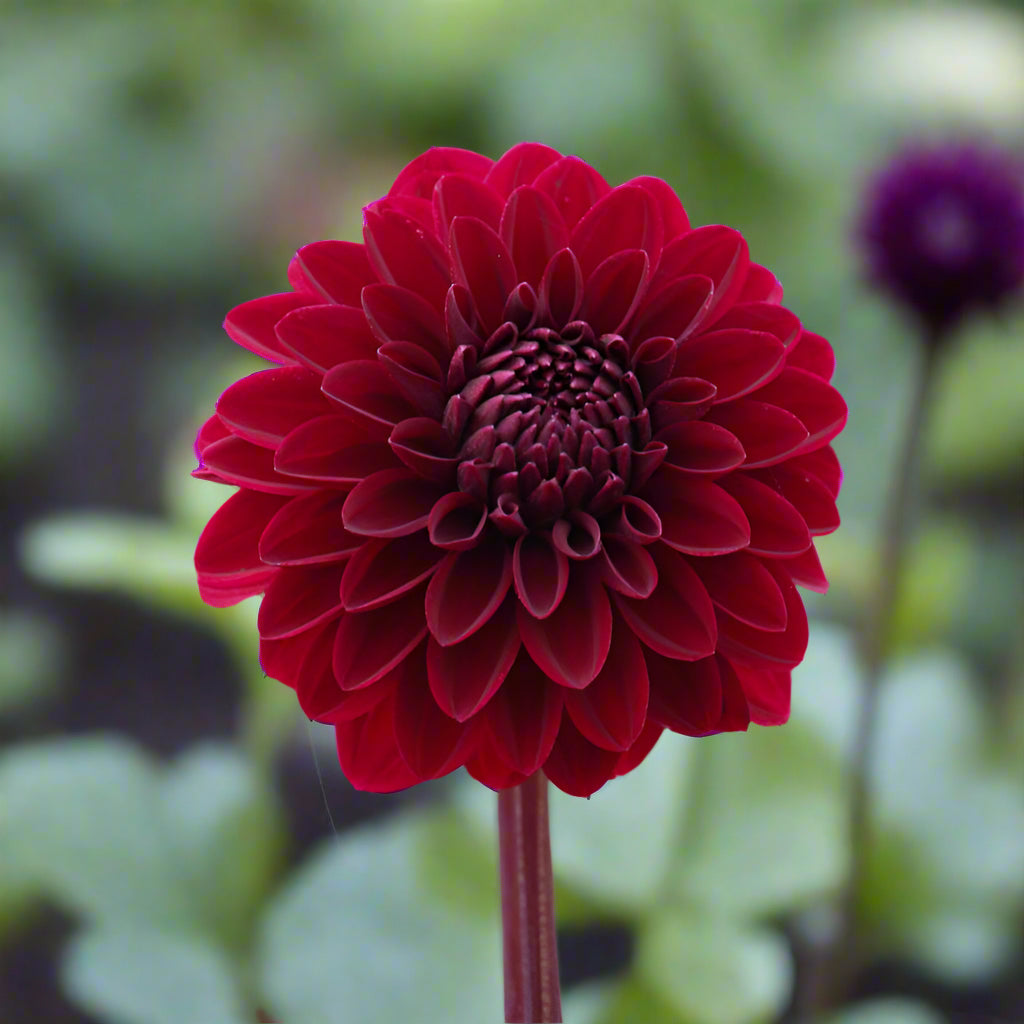 Dahlia 'Night Queen' - Miniature Ball (1 tuber)