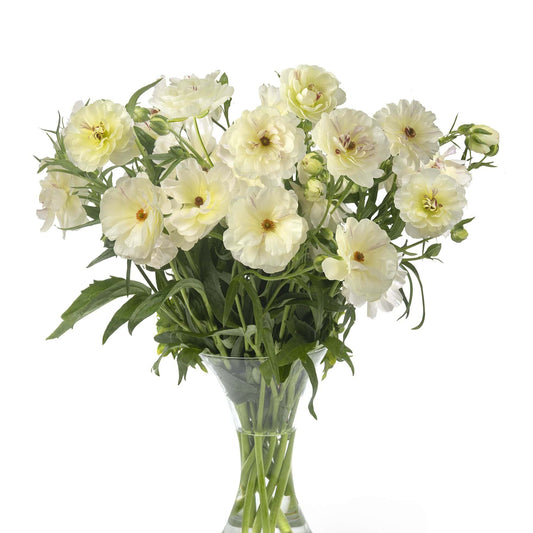 Ranunculus Butterfly™ Ninos® - 5 Pack