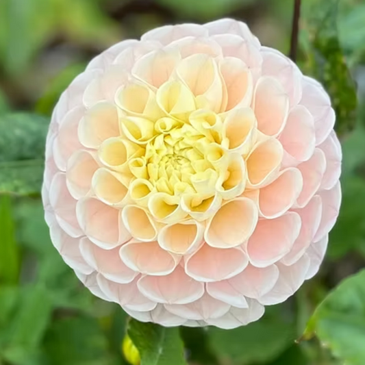 Dahlia 'Opal' - Spring Shipped