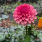 Dahlia 'Orange Globe'