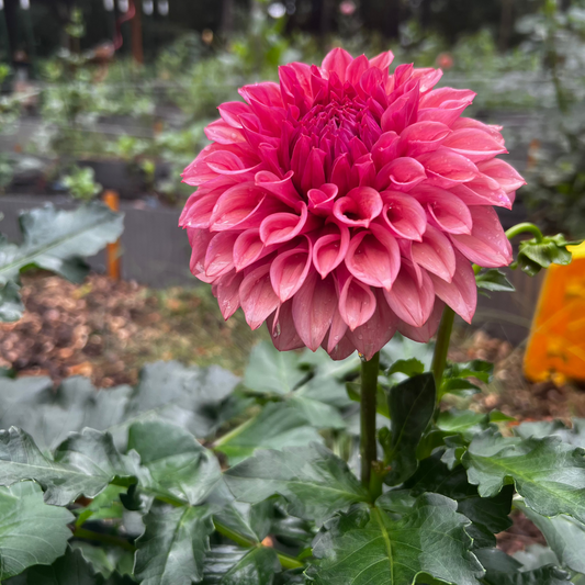 Dahlia 'Orange Globe' - ROOTED CUTTING