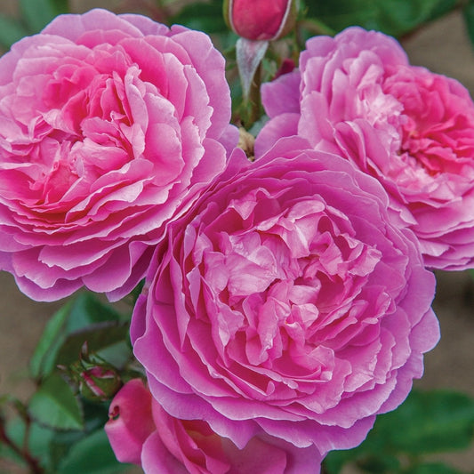 Orchid Romance™ Rose Bush