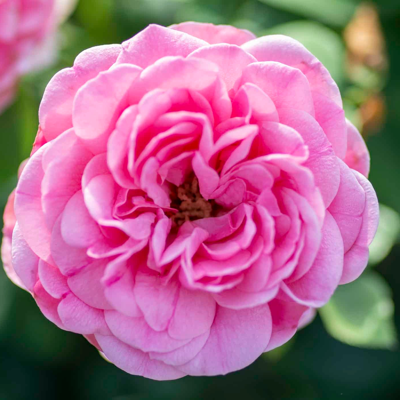 Orchid Romance™ Rose Bush
