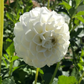 Dahlia 'Orsett Beauty'