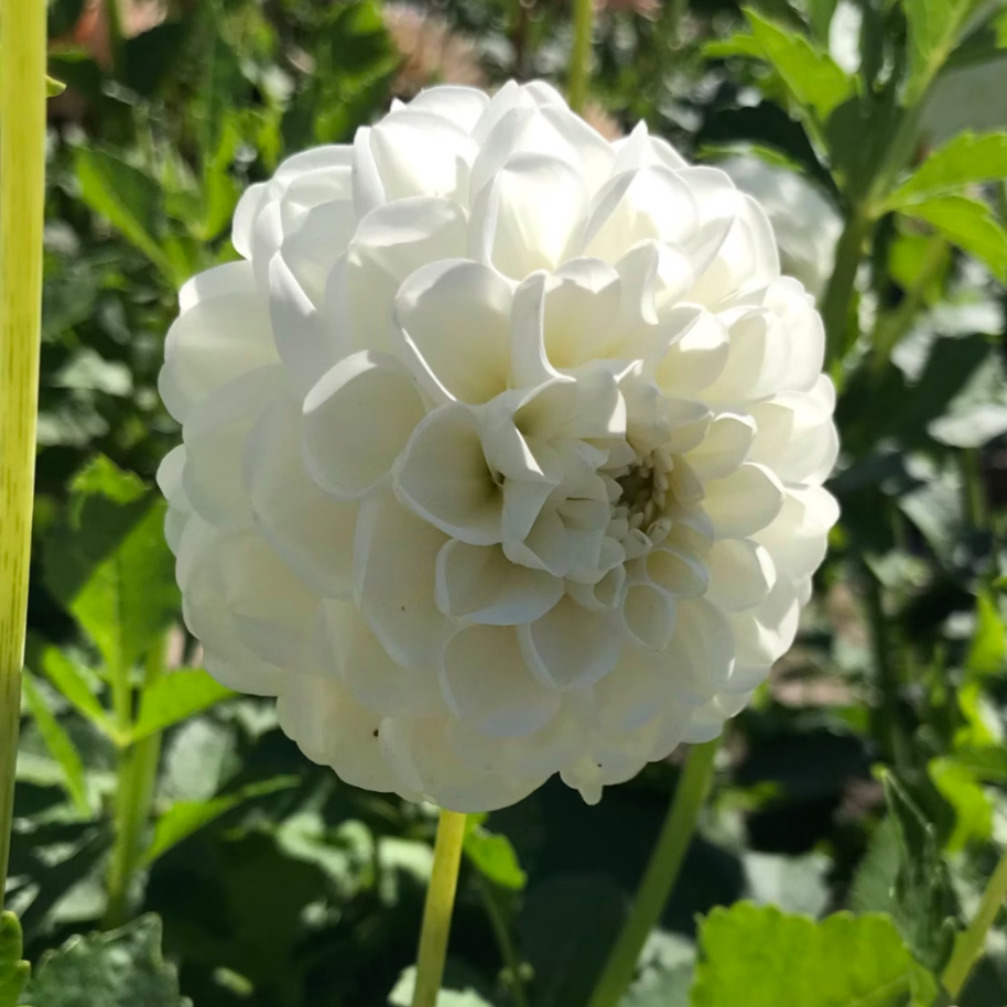 Dahlia 'Orsett Beauty' - Miniature Ball (1 tuber)