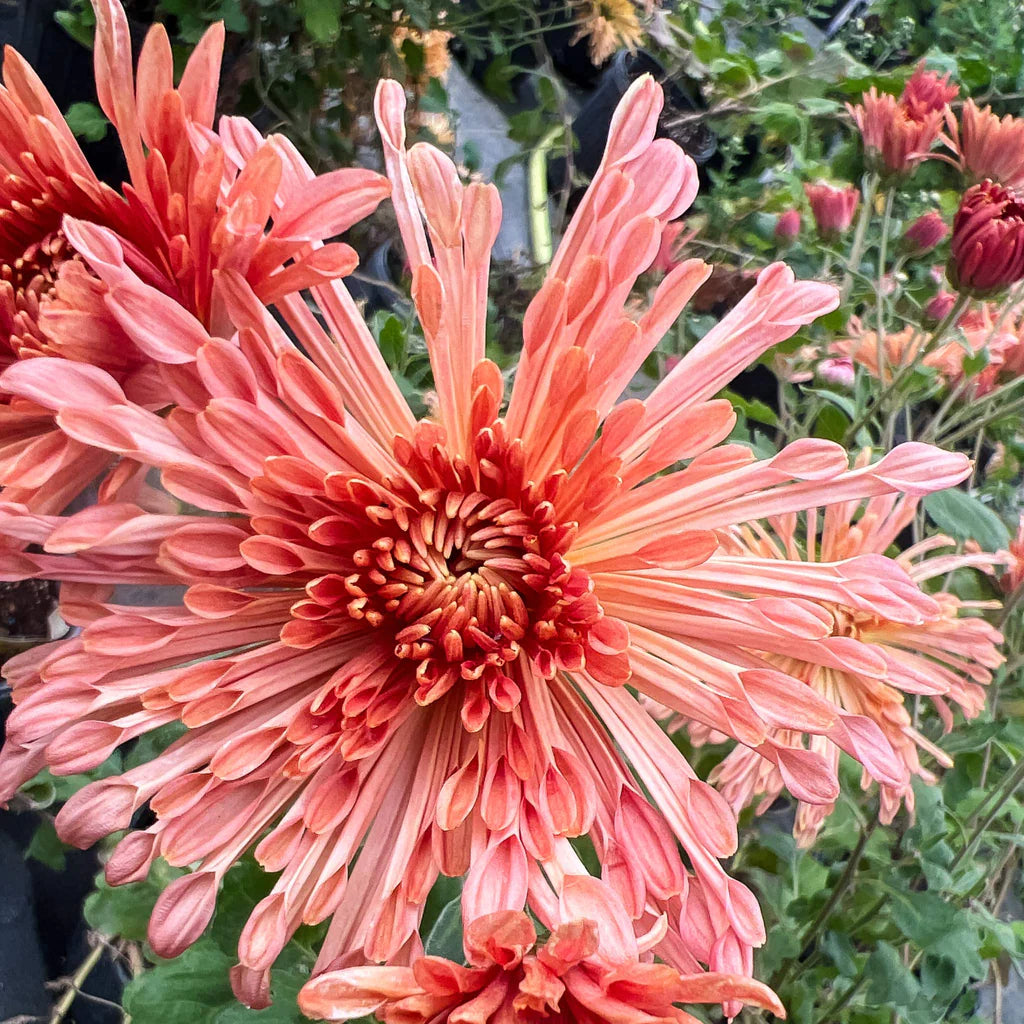 Heirloom Chrysanthemum Peach Centerpiece