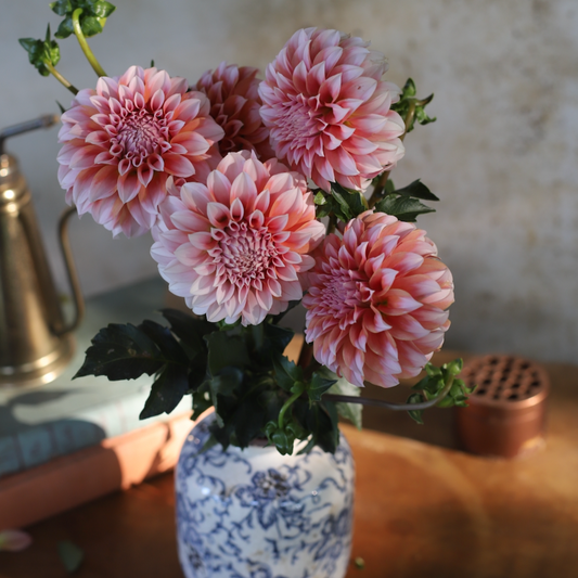 Dahlia 'Peaches-N-Cream' - Formal Decorative (1 tuber)