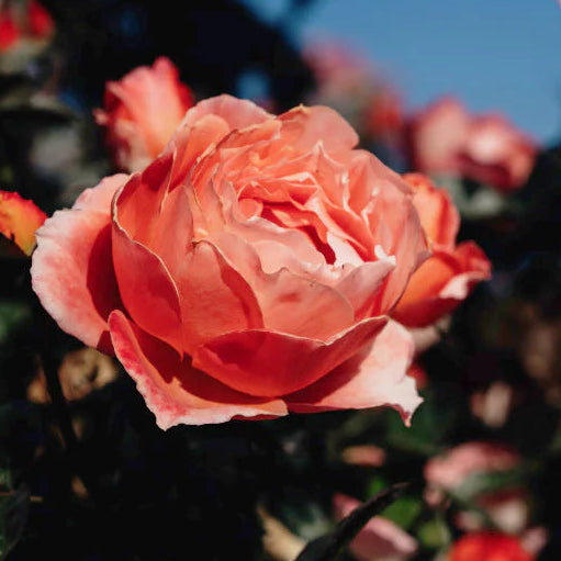 Peach Tea — Hybrid Tea Rose