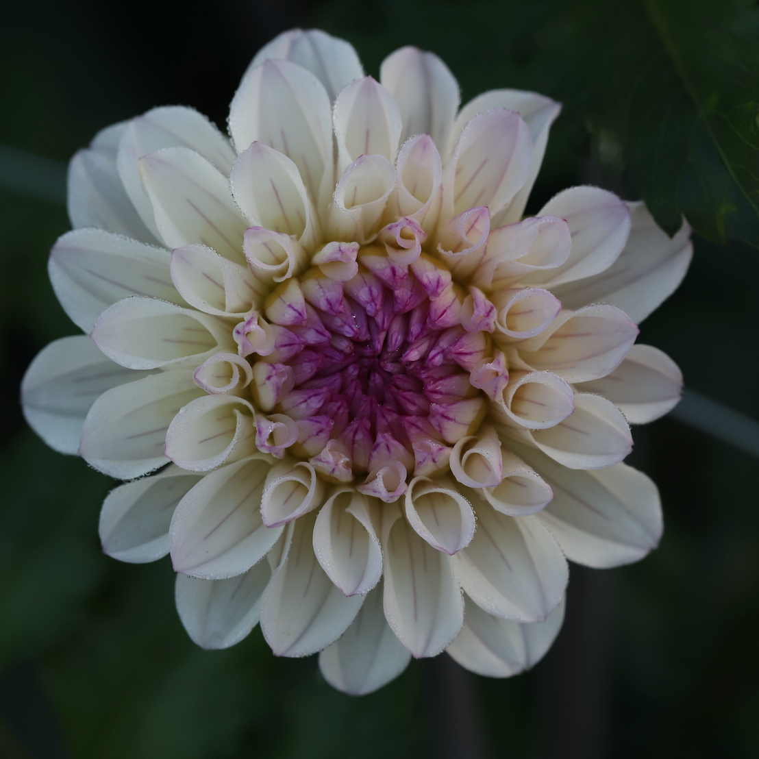 Dahlia - Pencil Art Sugar - Spring Shipped