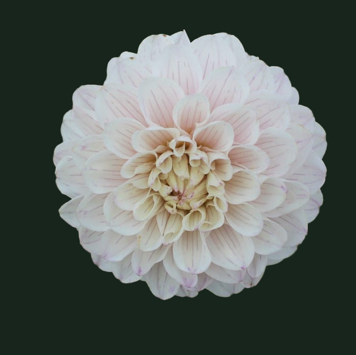 World Series Collection - Pencil Art Sugar (Read Description)