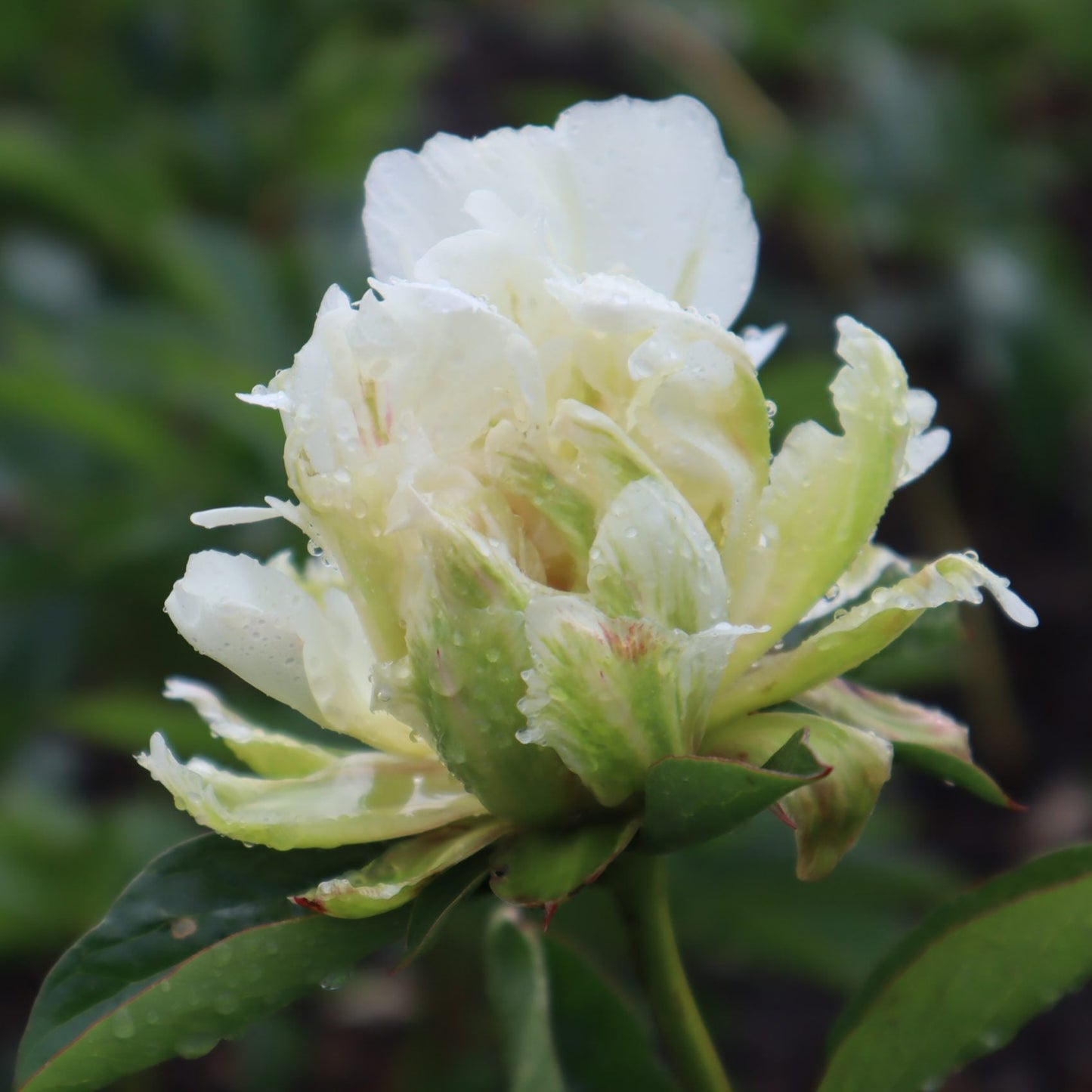 Green Monster Peony - Lactiflora 3-5 eyes