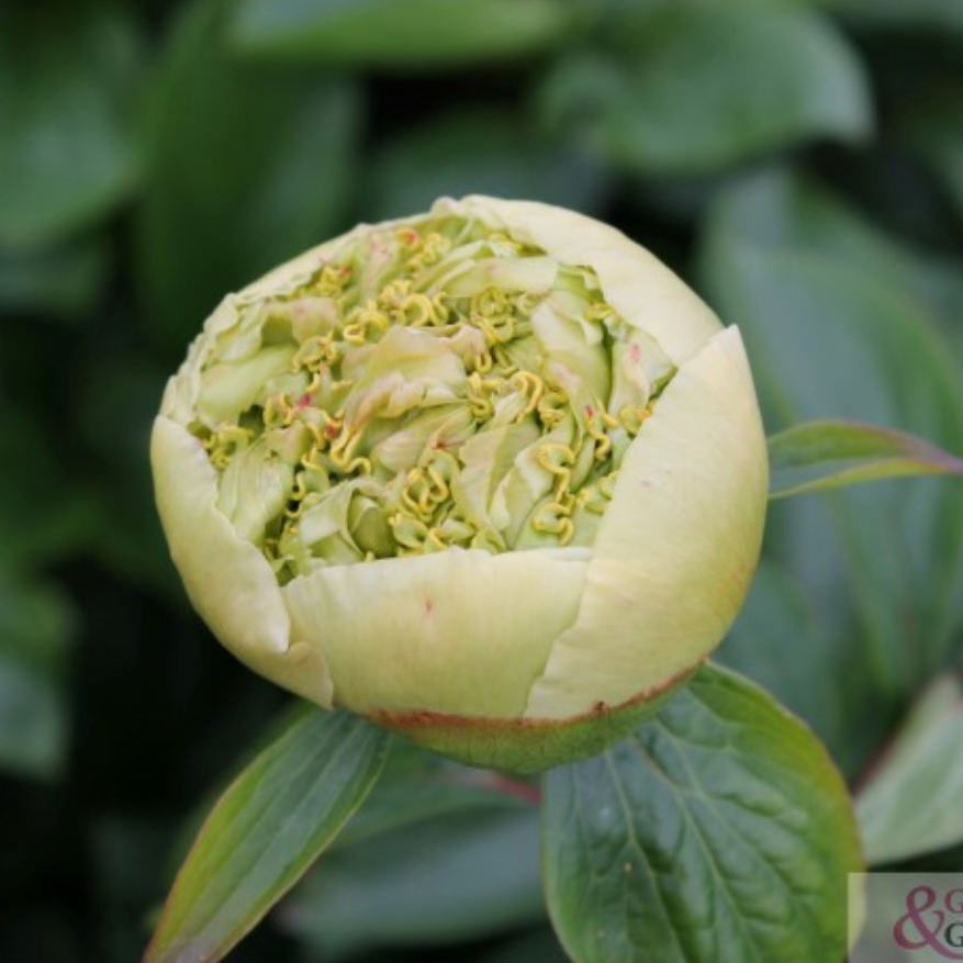 Quitzin Peony - Hybrid 3-5 eyes