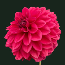 World Series Collection - Perch Hill (Read Description)