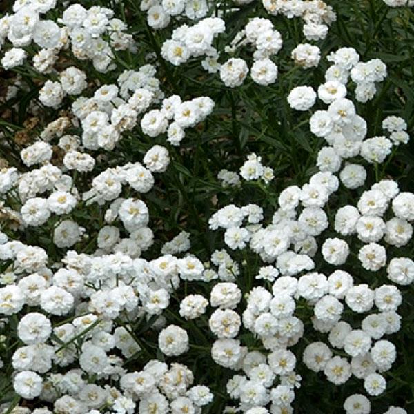 Perennial Achillea 'Peter Cottontail' | 2 Pack | Ships Week of Sept 21
