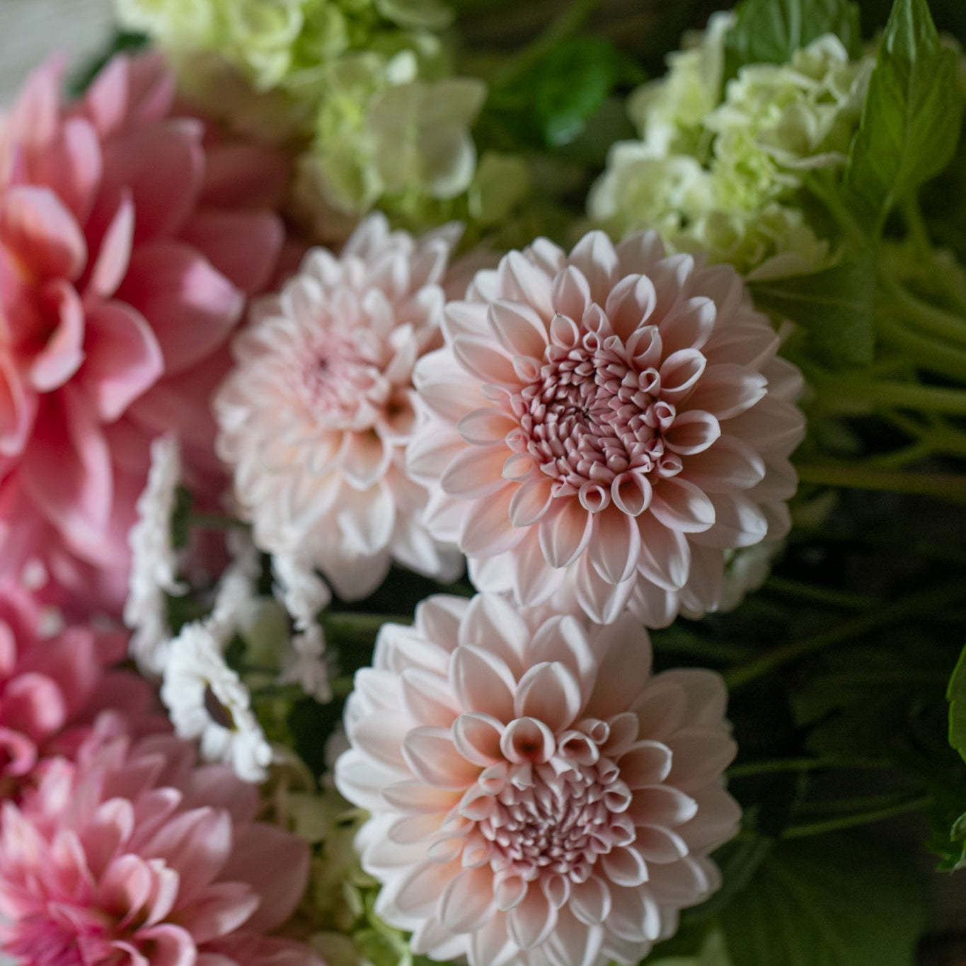 Dahlia 'Lee's Pineberry Trifle'