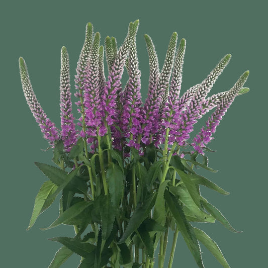 Week 11 | Veronica Skyler™ Pink | 4 Pack