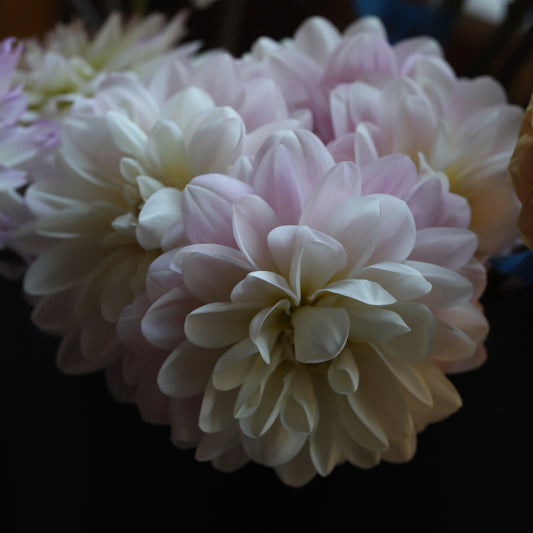 Dahlia 'Brackenridge Ballerina' (or Bracken Ballerina)